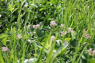 ちんぐるま 