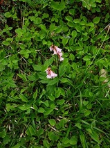 高山植物２