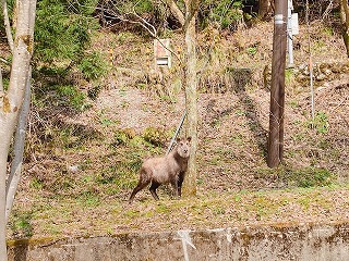 千寿荘からのお知らせ 千寿荘 立山黒部アルペンルートの乗り場 チケット売り場に1番近いお宿